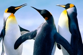 Rejoice - ORCA is here!